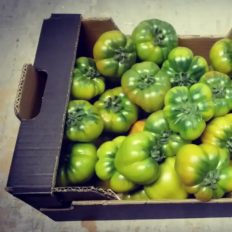 Tomate miniRaf de pepeRaf Caja de 6 Kg