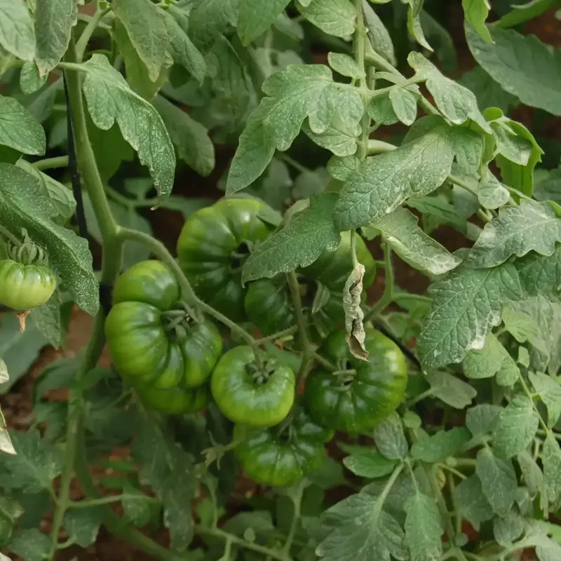 Tomate miniRaf de pepeRaf Caja de 6 Kg