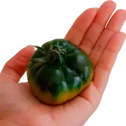 Tomate miniRaf de pepeRaf