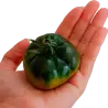 miniRaf tomato