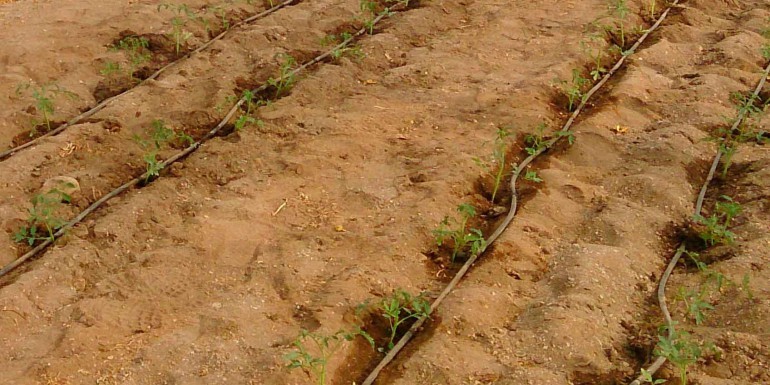 Cultivo de Tomate Raf