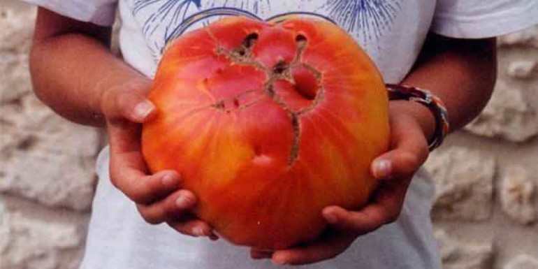 Some curiosities about tomatoes